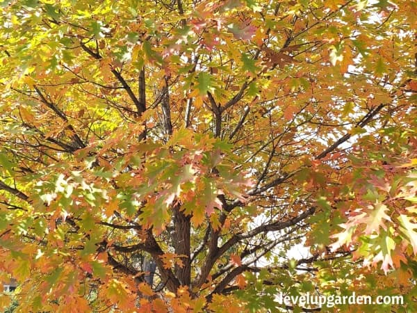 Northern Red Oak Tree (Quercus rubra)