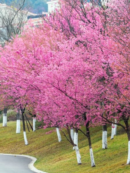 Okame Cherry Tree (Prunus 'Okame') - Level Up Garden