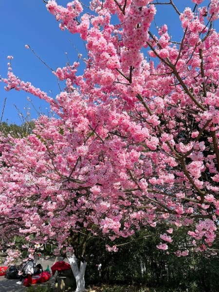 Okame Cherry Tree (Prunus 'Okame') - Level Up Garden