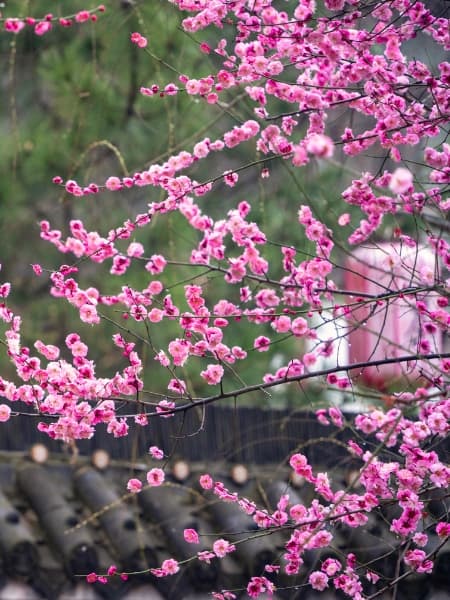 Okame Cherry Tree (Prunus 'Okame')