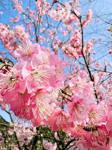 Okame Cherry Tree (Prunus 'Okame') - Level Up Garden