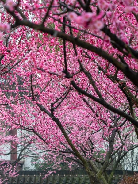 Okame Cherry Tree (Prunus 'Okame')