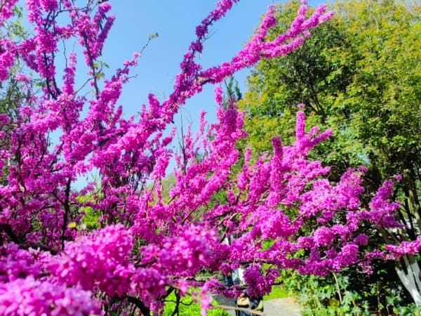 Oklahoma Redbud (Cercis reniformis 'Oklahoma')