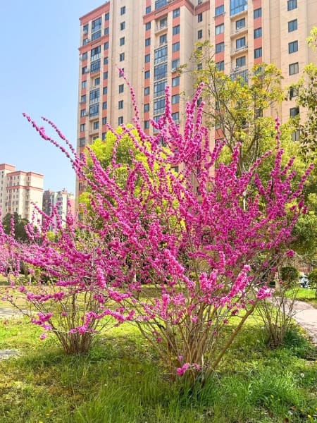 Oklahoma Redbud (Cercis reniformis 'Oklahoma')