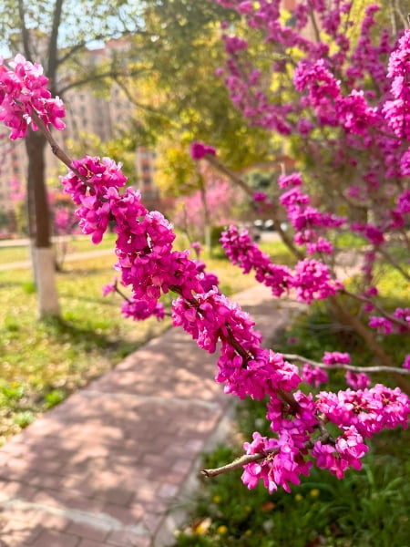 Oklahoma Redbud (Cercis reniformis 'Oklahoma')