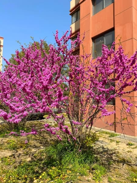 Oklahoma Redbud (Cercis reniformis 'Oklahoma')