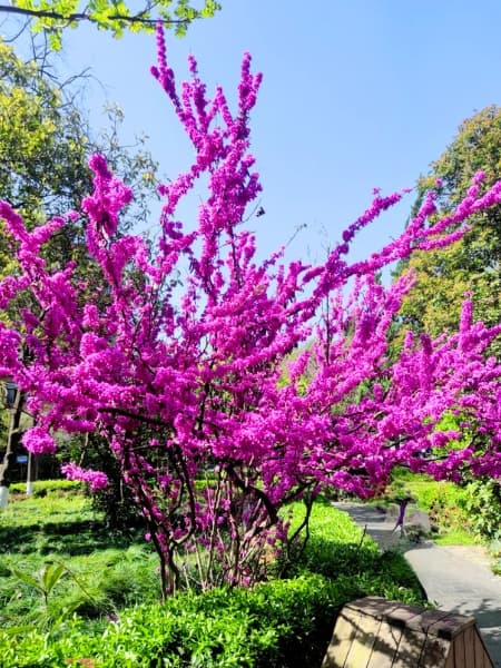 Oklahoma Redbud (Cercis reniformis 'Oklahoma')