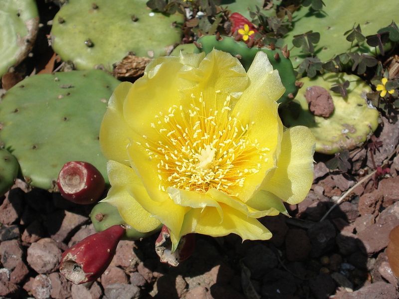 Eastern Prickly Pear (Opuntia humifusa)