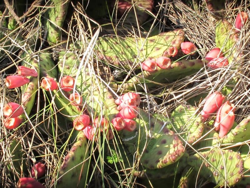 Eastern Prickly Pear (Opuntia humifusa)