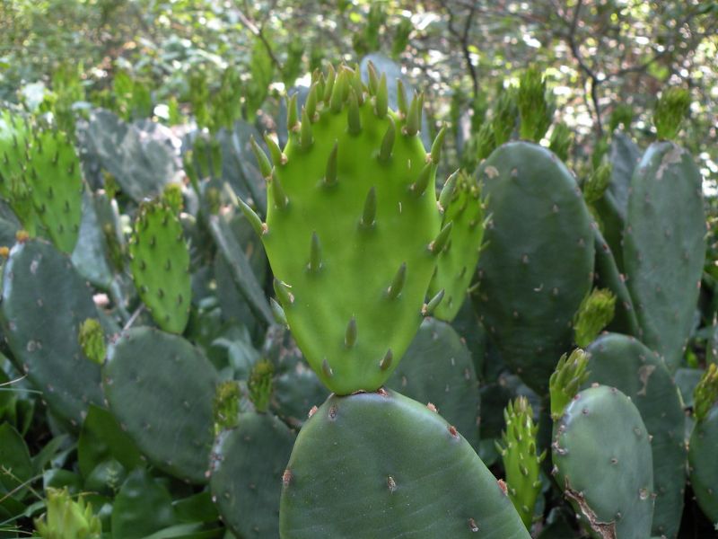 Eastern Prickly Pear (Opuntia humifusa)