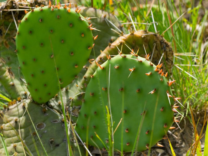 Eastern Prickly Pear (Opuntia humifusa)