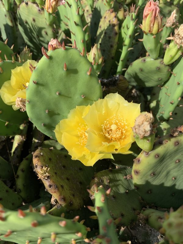 Eastern Prickly Pear (Opuntia humifusa)