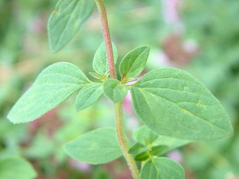 Oregano (Origanum vulgare)