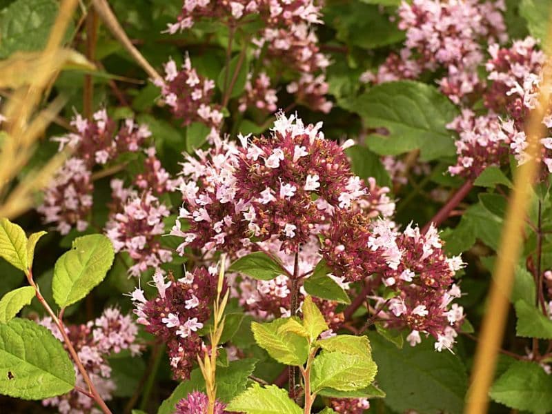 Oregano (Origanum vulgare)