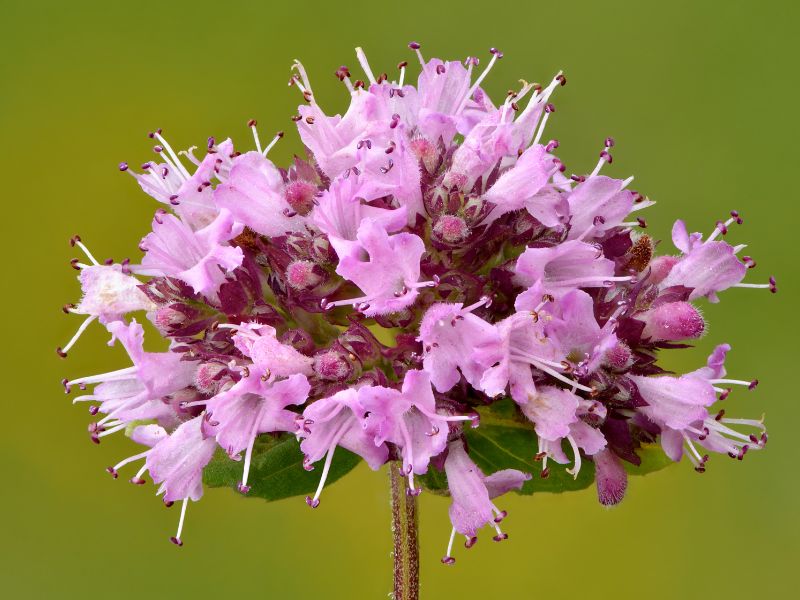 Oregano (Origanum vulgare)