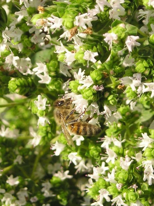 Oregano (Origanum vulgare)