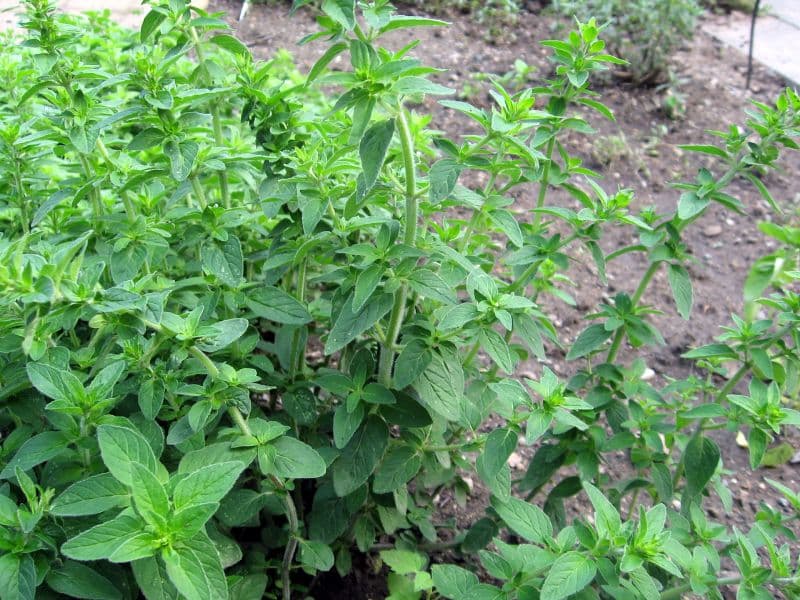 Oregano (Origanum vulgare)