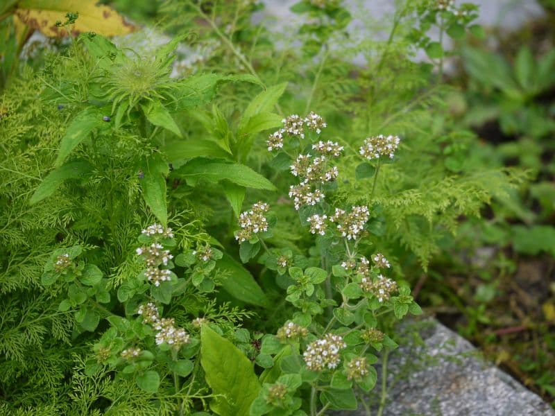 Oregano (Origanum vulgare)