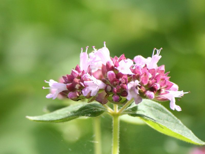 Oregano (Origanum vulgare)