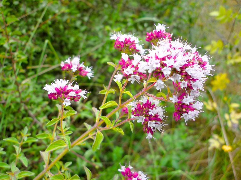 Oregano (Origanum vulgare)