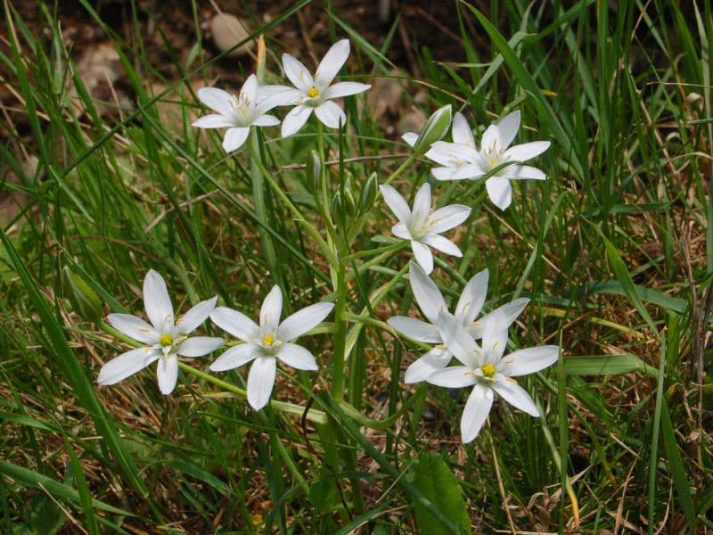 Star of Bethlehem (Ornithogalum umbellatum)