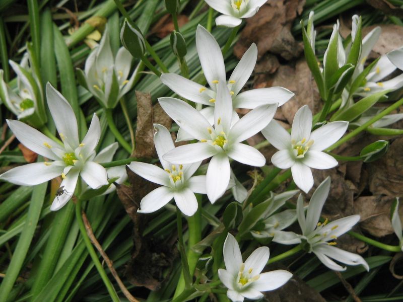 Star of Bethlehem (Ornithogalum umbellatum)