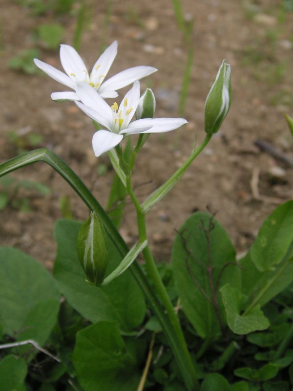 Star of Bethlehem (Ornithogalum umbellatum)