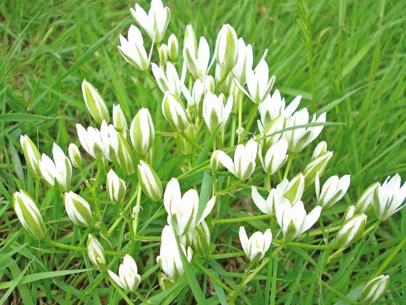 Star of Bethlehem (Ornithogalum umbellatum)