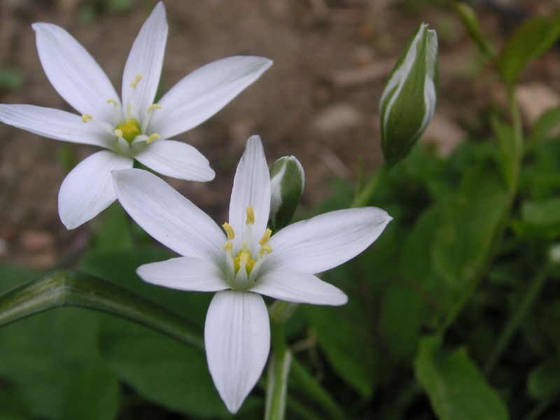 Star of Bethlehem (Ornithogalum umbellatum)