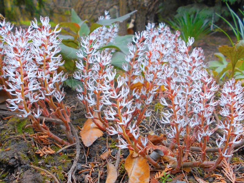 Allegheny Spurge (Pachysandra procumbens)