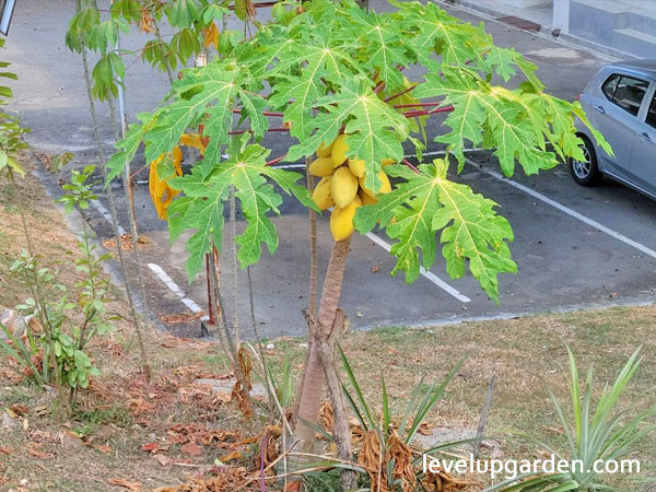 Papaya Tree (Carica Papaya)