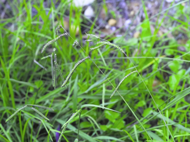 Dallis Grass (Paspalum dilatatum)