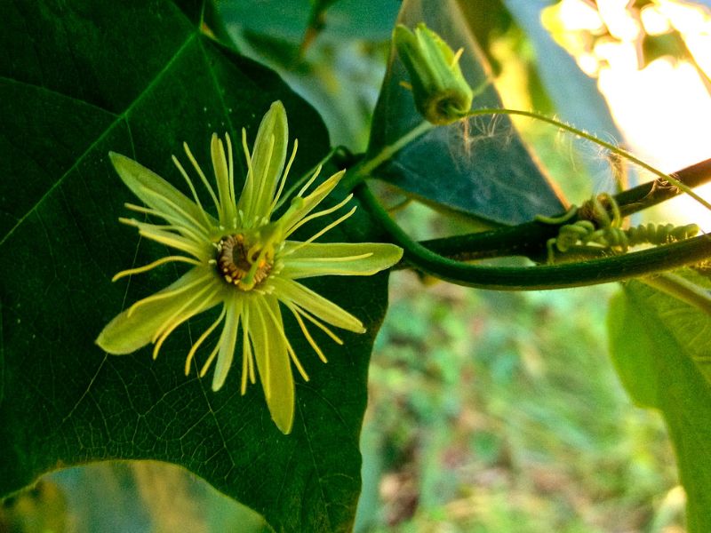 Yellow Passion Flower (Passiflora lutea)