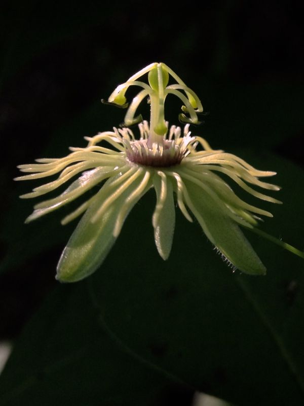 Yellow Passion Flower (Passiflora lutea)