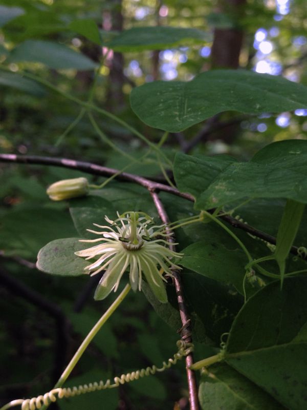 Yellow Passion Flower (Passiflora lutea)