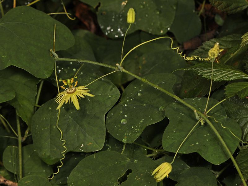 Yellow Passion Flower (Passiflora lutea)