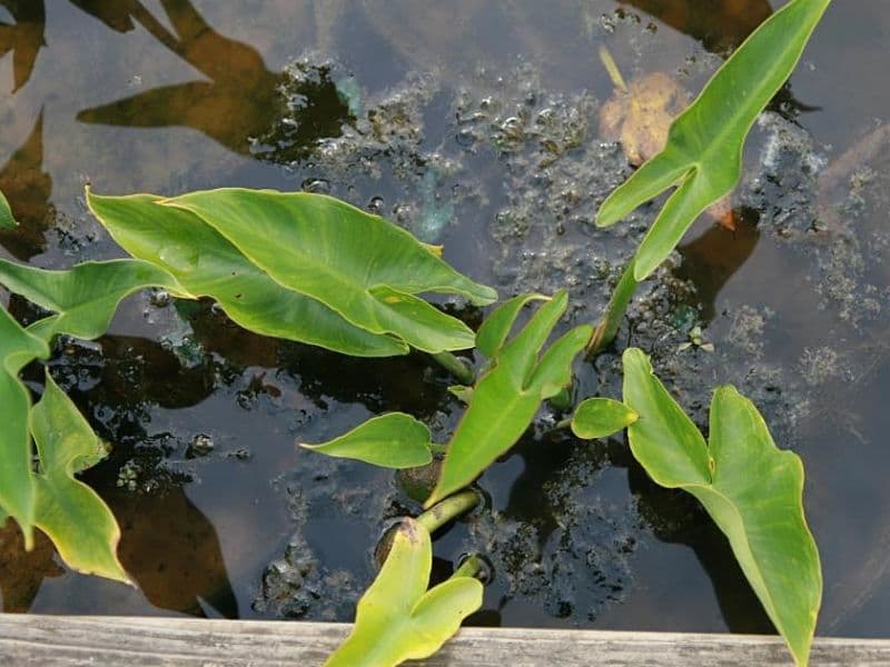 Green Arrow Arum (Peltandra virginica)