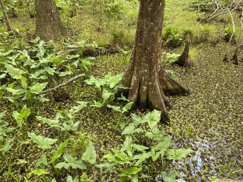 Green Arrow Arum (Peltandra virginica)