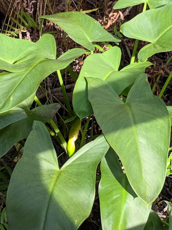 Green Arrow Arum (Peltandra virginica)