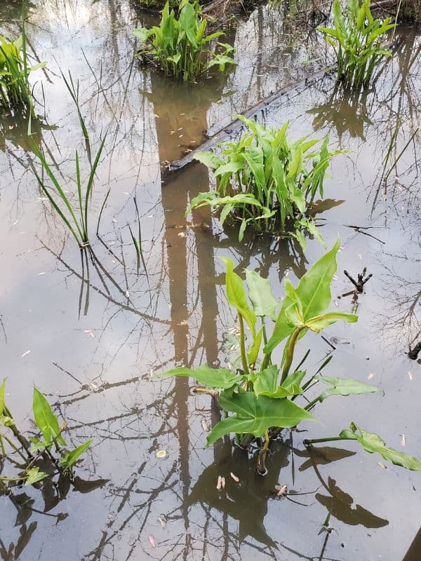 Green Arrow Arum (Peltandra virginica)