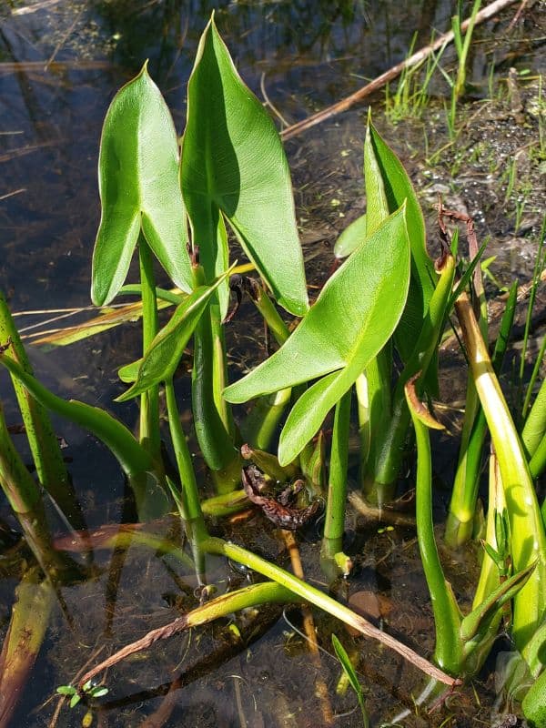 Green Arrow Arum (Peltandra virginica)