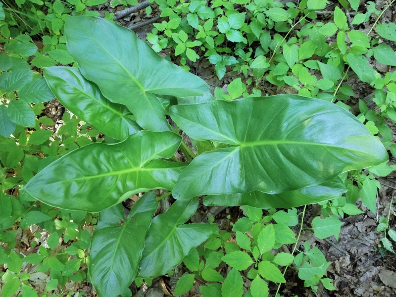 Green Arrow Arum (Peltandra virginica)