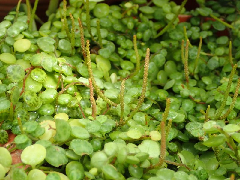 String of Turtles (Peperomia prostrata)