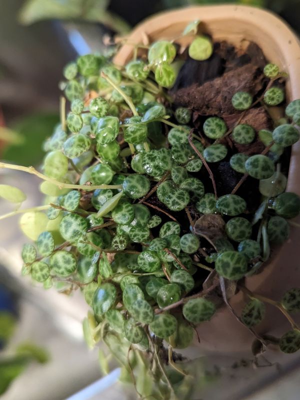 String of Turtles (Peperomia prostrata)