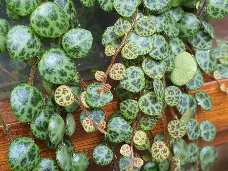 String of Turtles (Peperomia prostrata)