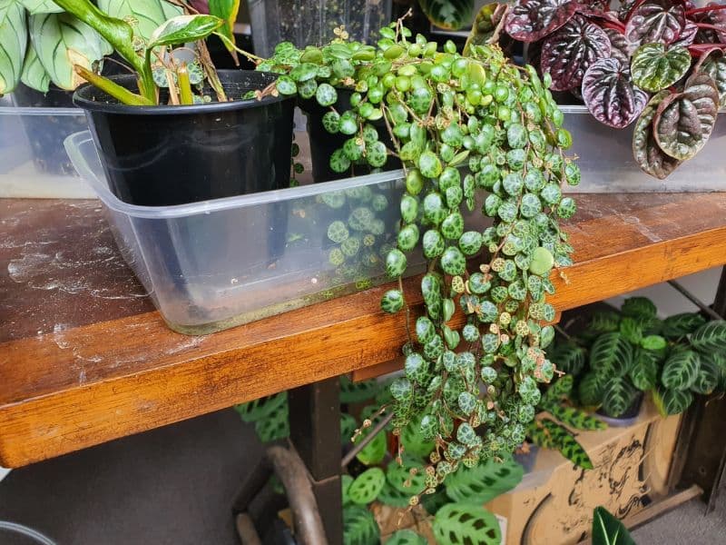 String Of Turtles (peperomia Prostrata) - Level Up Garden