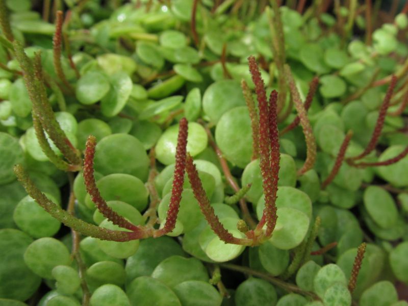 String of Turtles (Peperomia prostrata)