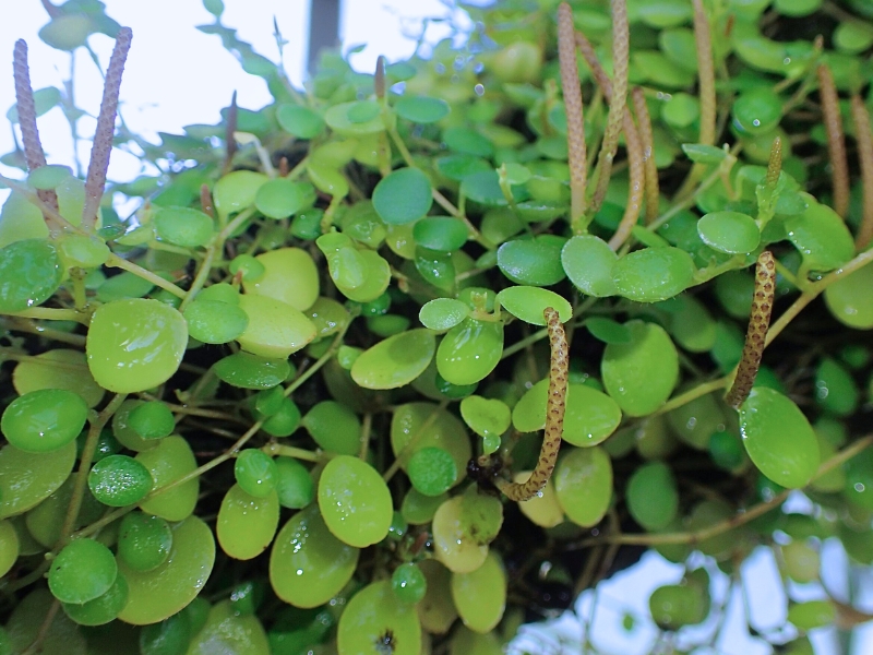 Trailing Jade (Peperomia rotundifolia)