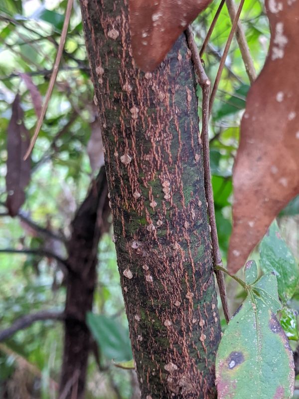 Swamp Bay (Persea palustris)