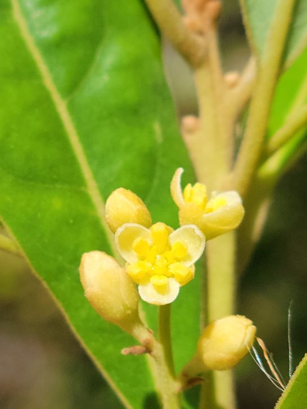 Swamp Bay (Persea palustris)